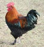 Gezocht Marans haan, Dieren en Toebehoren, Mannelijk, Kip