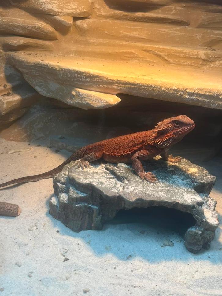Baardagaam Red Monster Bearded Dragon - male for sale from wim