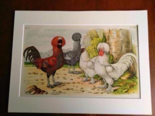 Litho Nuyens Bungartz Lubbert Pluimvee Vogels Kip Haan 1883, Ophalen of Verzenden