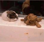 SPLINTERNIEUWE PARTIJ VERSCHILLENDE SCHILDPADDEN COMPLEET

S, Ophalen of Verzenden