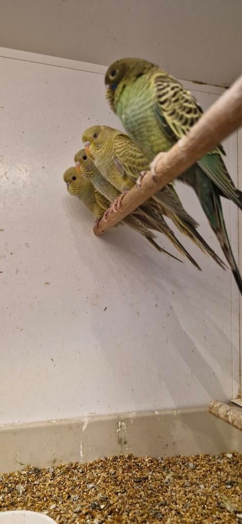 Blackface dunfallow grasparkiet, Dieren en Toebehoren, Mannelijk, Parkiet, Geringd