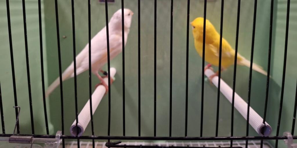 2 broedrijpe man kanaries witte met wat bont op kopje geelsc, Dieren en Toebehoren, Vogels | Kanaries, Mannelijk, Kleurkanarie