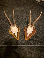 Reebok gewei op trofeeplankje 2x een koop., Verzamelen, Dierenverzamelingen, Ophalen of Verzenden, Gebruikt, Hert, Gewei of Kop