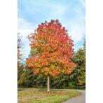 Boom weghalen,  zagen,  tuin, Ophalen, Volle zon, Overige soorten