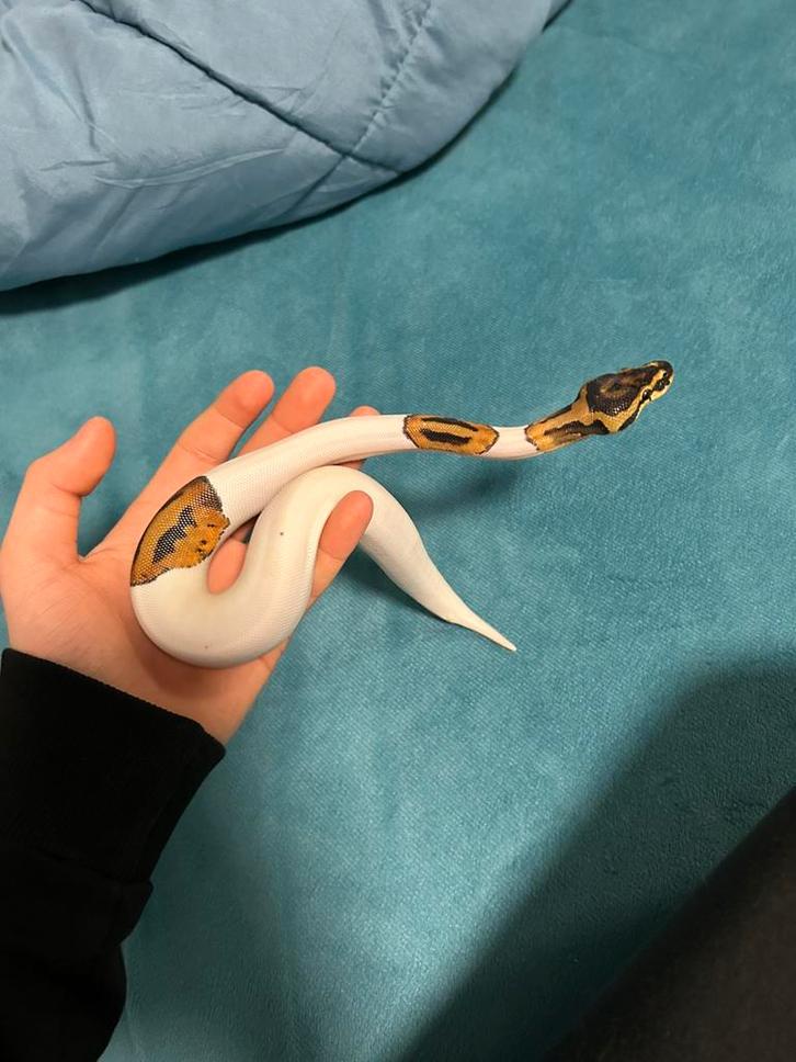 Tekoop koningspython piebald clow leopard 1.0 Ball Python - male for sale from manu