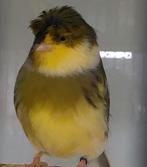 2x gloster man, Mannelijk, Postuurkanarie