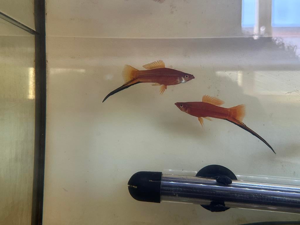 Rode zwaarddragers (Xiphophorus hellerii), Dieren en Toebehoren, Vis, Zoetwatervis