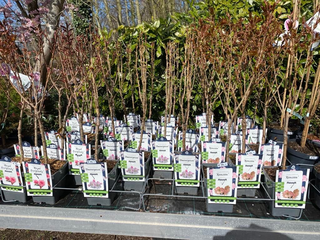 Prunus Sierkers - Diverse soorten en maten beschikbaar, Volle zon, Vaste plant, Lente, Ophalen