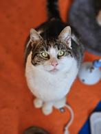 Kasper zoekt een baasje, Dieren en Toebehoren, Katten en Kittens | Overige Katten, Kater, Kortharig, 0 tot 2 jaar