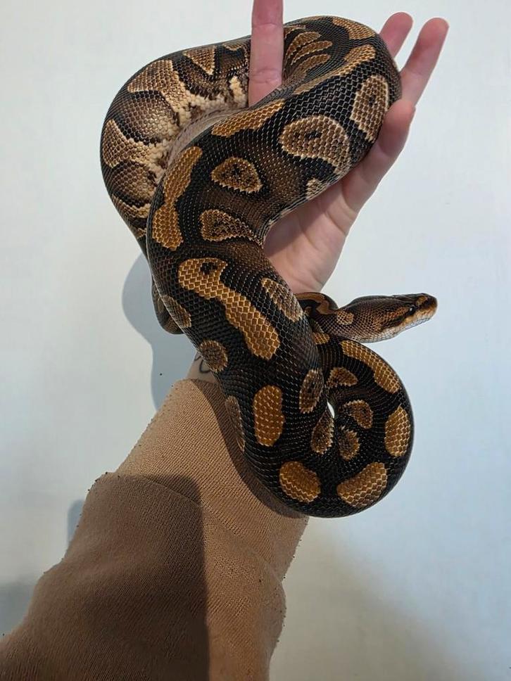 Koningspython- ballpython- python regius Ball Python - female for sale from MiSa