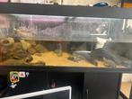 Schildpadden met aquarium, Ophalen of Verzenden, Gevuld zoetwateraquarium