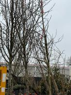 Sierpeer pyrus cantelier hoog 450-500  stam omtrek 20 cm, Ophalen, Volle zon, Overige soorten