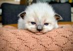 Ragdoll kittens seal point colourpoint,  geboren 22 februari, Meerdere dieren, Gechipt, 0 tot 2 jaar