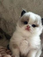 Nog 2 prachtige Ragdoll kittens (poesjes) met blauwe ogen, Meerdere dieren