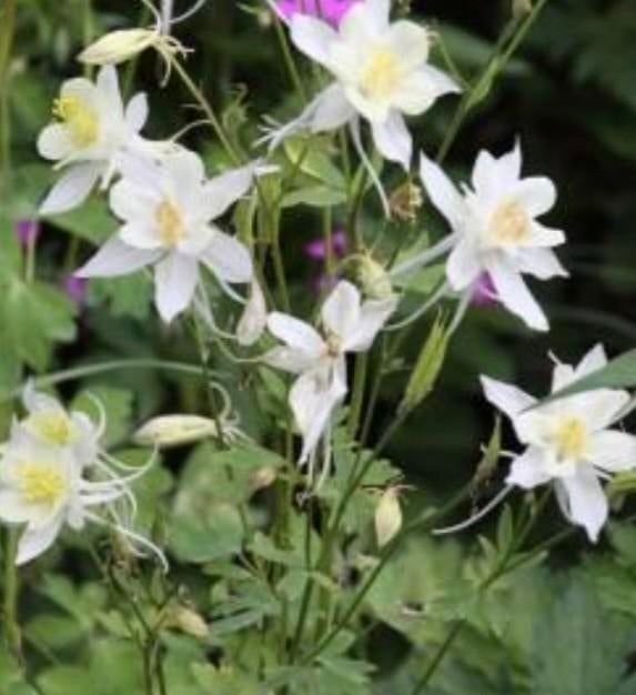 Akelei, wit, jonge planten, Ophalen, Overige soorten, Volle zon