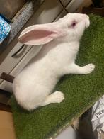 Mooie snel groeiende vleeskonijnen boven 2kg nu, Dieren en Toebehoren, Meerdere dieren, Groot