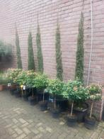 Cupressus sempervirens 2 m +, Volle zon, 100 tot 250 cm, Zomer, Overige soorten