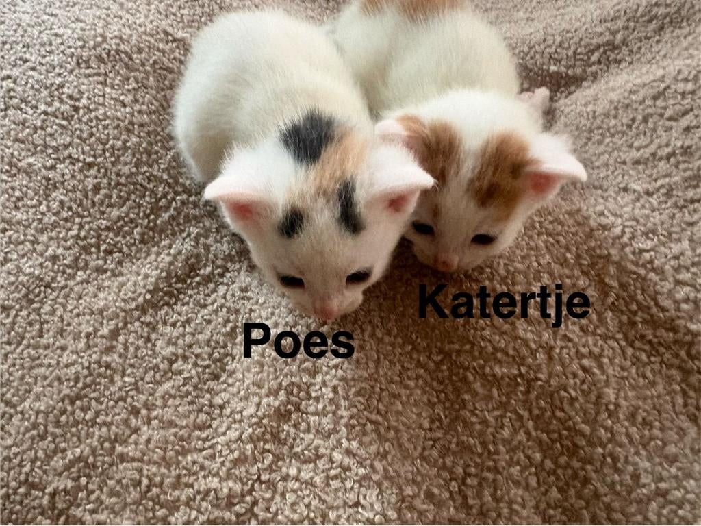 Kittens
