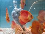Red Melon Discus, Symphysodon Discus, Dieren en Toebehoren, Vissen | Aquariumvissen, Vis, Zoetwatervis