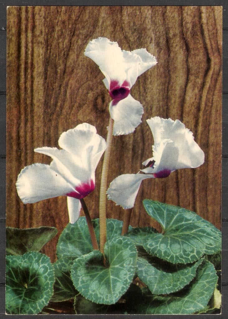 Bloemen - cyclaam, Verzenden, 1960 tot 1980, Ongelopen, Overige thema's