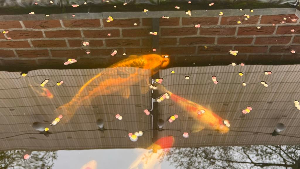 Koi vissen Sanke, Tancho, Dieren en Toebehoren, Karper of Koi