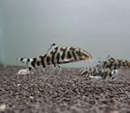 Netbotia (Botia lohachata), Vis, Zoetwatervis, Schoolvis