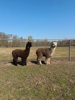 Alpaca veulens van een uitmuntend afstammeling., Mei, Vrouwelijk