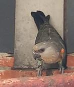 Roodbuik papegaai, Dieren en Toebehoren, Vogels | Parkieten en Papegaaien, Mannelijk, Papegaai, Geringd