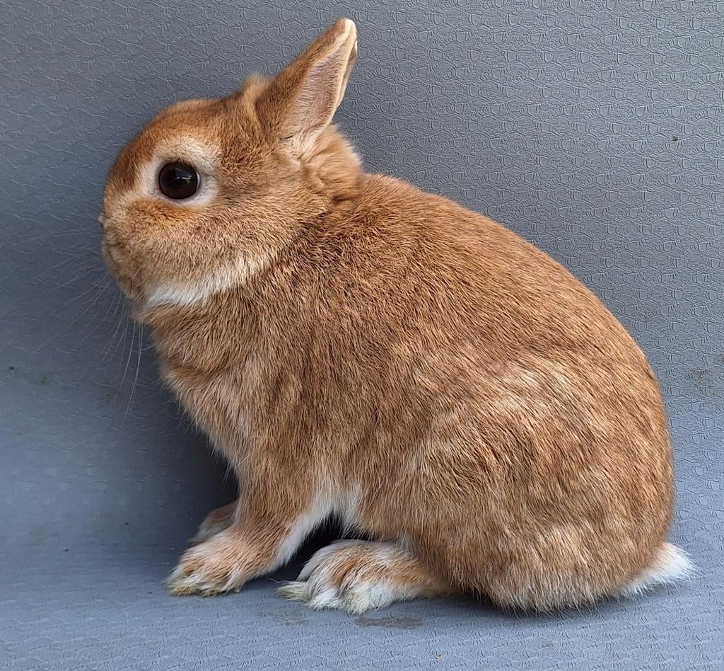 Kleurdwerg ram geel, Dieren en Toebehoren, Mannelijk, Dwerg, 0 tot 2 jaar