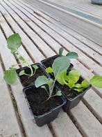 Diverse groenteplantjes: broccoli, spitskool, sla, bloemkool, Ophalen