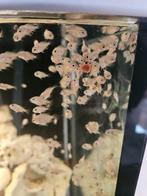 Jonge Cichlasoma Parrot  / Platinum Snow White, Dieren en Toebehoren, Overige soorten, 0 tot 2 jaar