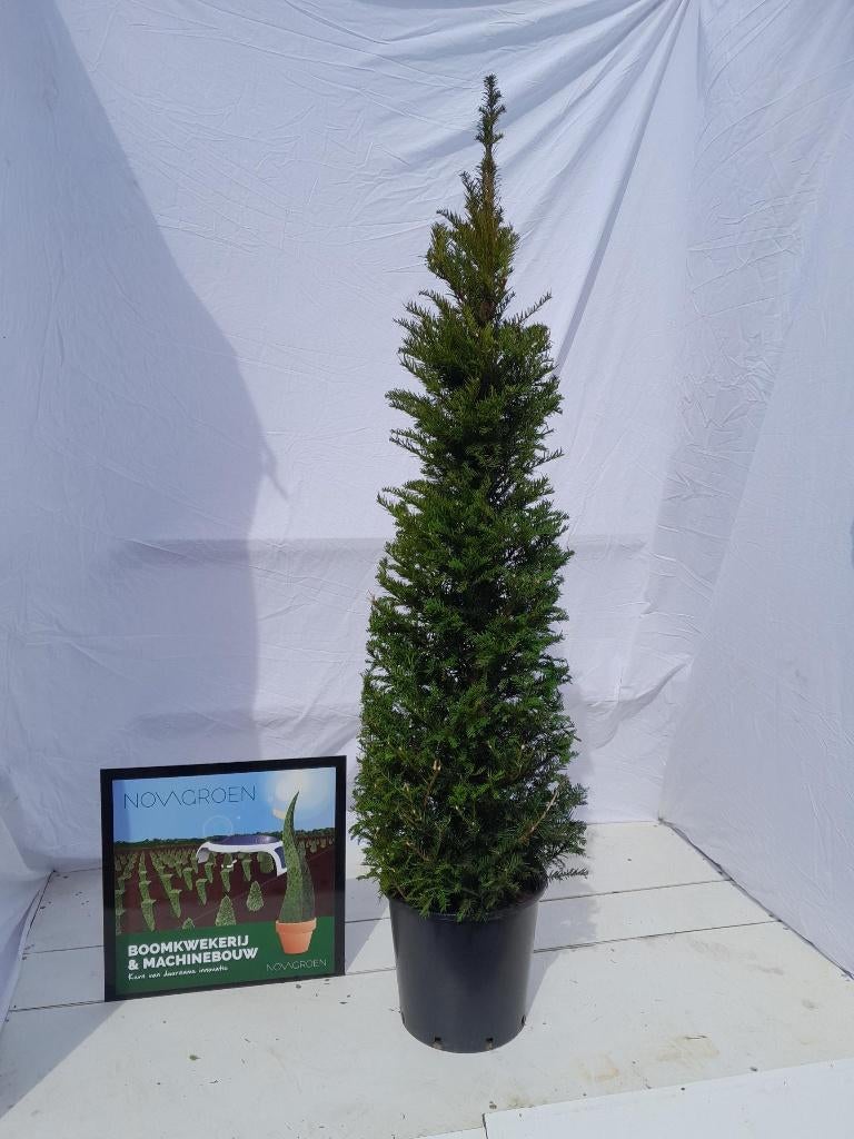 Smalle hoge coniferen – direct privacy in uw tuin vanaf €10, Tuin en Terras, Planten | Bomen, Overige soorten, 100 tot 250 cm