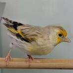Card. carduelis x serinus canaria, Dieren en Toebehoren, Mannelijk