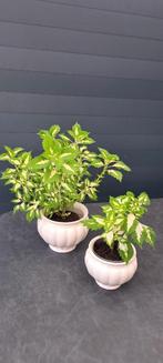 Kamerplanten (Coleus) in stenen, apart gekleurde bladeren., Huis en Inrichting, Kamerplanten, Ophalen, Halfschaduw, In pot, Minder dan 100 cm