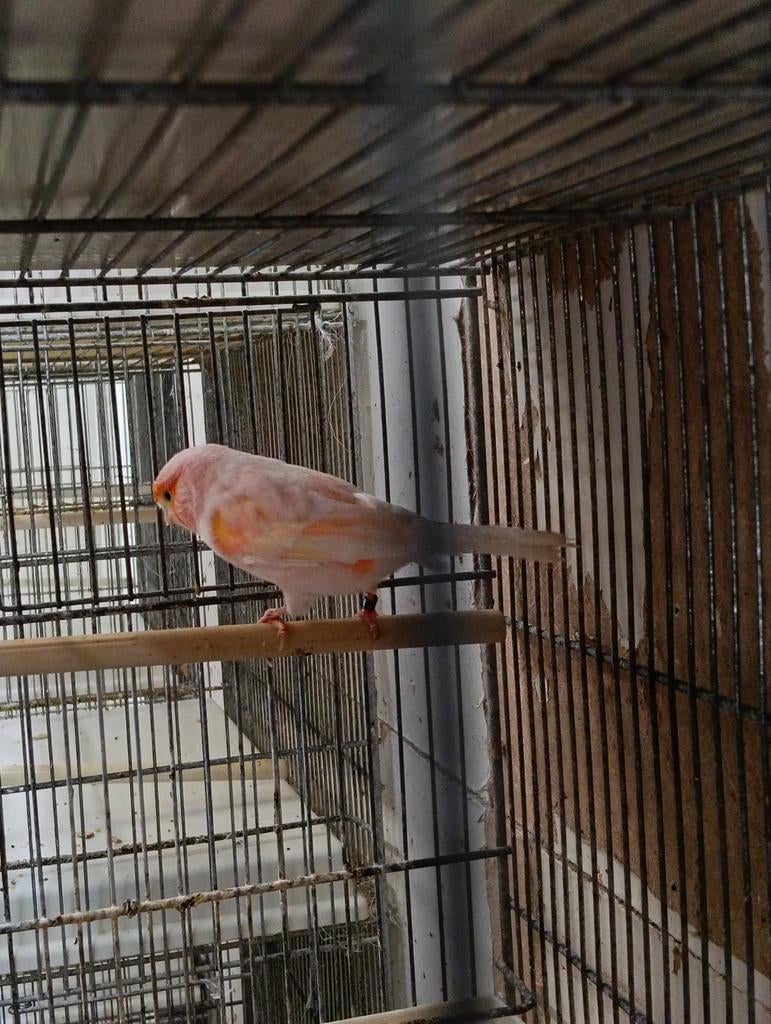 Rood mozaïek, Dieren en Toebehoren, Vogels | Kanaries, Meerdere dieren, Kleurkanarie