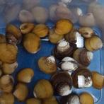 Corbicula sp. dwergmossel, Slak of Weekdier, Zoetwatervis
