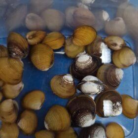 Corbicula sp. dwergmossel, Dieren en Toebehoren, Vissen | Aquariumvissen, Zoetwatervis, Slak of Weekdier