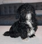 Shih tzu puppys nog 1 meisje DNA testen & stamboom, Dieren en Toebehoren, Honden | Chihuahua's en Gezelschapshonden, 8 tot 15 weken