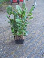 laurier kruid, Tuin en Terras, Planten | Tuinplanten, Vaste plant, Ophalen of Verzenden, Bloeit niet, Halfschaduw