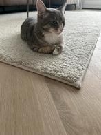 Kat, Dieren en Toebehoren, Katten en Kittens | Overige Katten, Kater