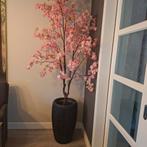 Zgan grote bloesemboom, Ophalen, Zo goed als nieuw