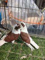 2 mannetjes, Mannelijk, Overige soorten