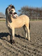 Jaarling Welsh A hengst, Hengst, A pony (tot 1.17m), 0 tot 2 jaar