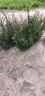 Taxus baccata 40/60 € 2.50, Tuin en Terras, Planten | Struiken en Hagen, Ophalen, Taxus, Minder dan 100 cm