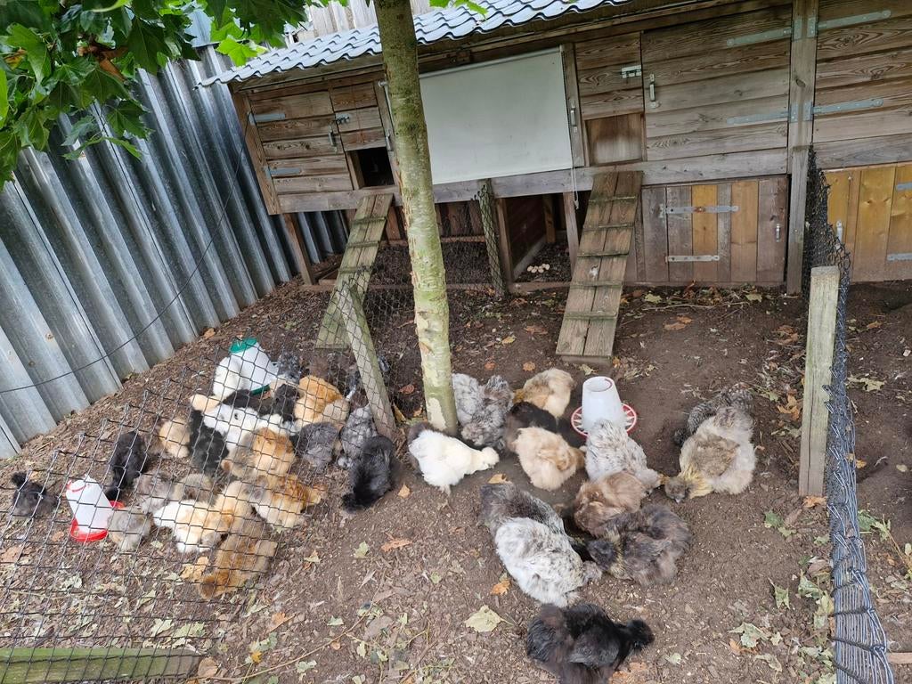 Usa zijdehoenders, Meerdere dieren, Kip
