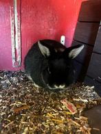 Konijn, Dieren en Toebehoren, Vrouwelijk, Overige typen, Tam, September