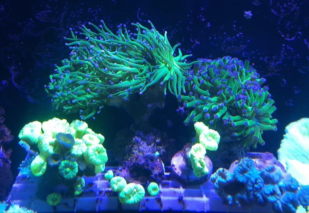 Tod torch, Dieren en Toebehoren, Vis