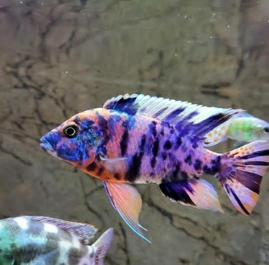 Aulonocara Multi Color OB Exclusief!!!