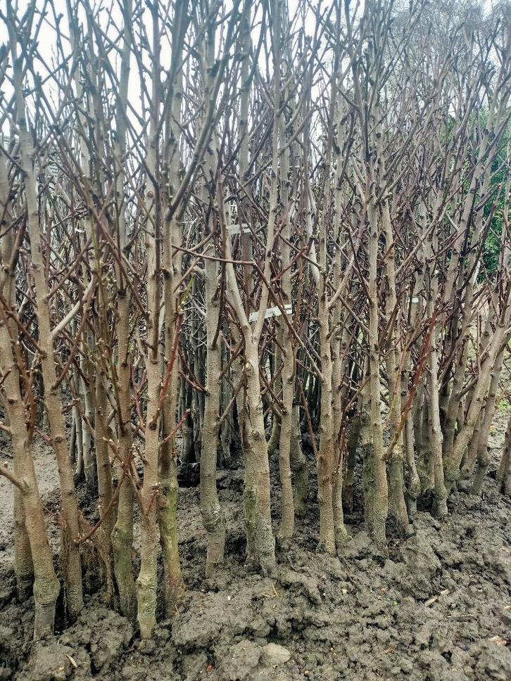 Nectarine bomen te koop, Tuin en Terras, Planten | Fruitbomen, Overige soorten, Lente, Ophalen