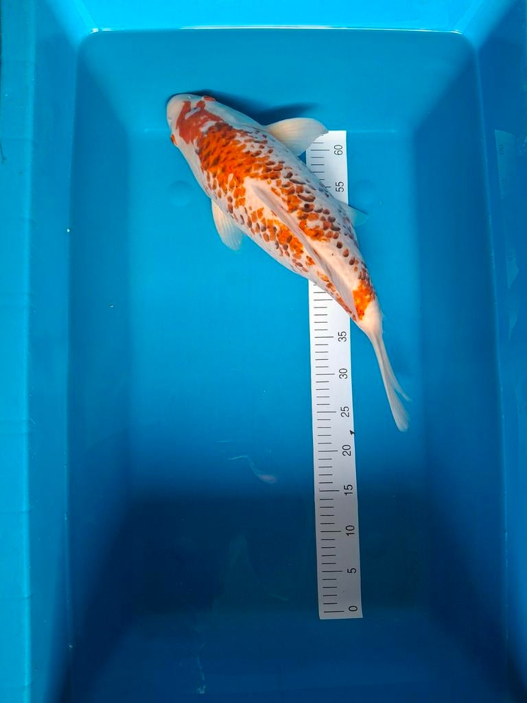 Koi Kujaku 50 cm., Dieren en Toebehoren, Vissen | Vijvervissen, Karper of Koi